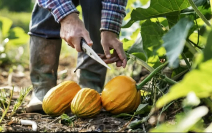 An image capturing the moment of harvesting vegetables, with a gardener using a sharp knife to cut the squash from the vine.