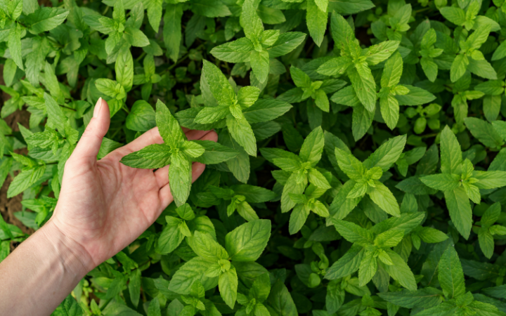 Woman hand touching fresh organic herbs in the garden.